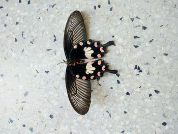 High angle view of butterfly