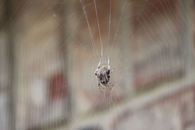 Close-up of spider on web