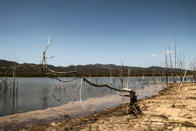 Driftwood on beach against clear sky