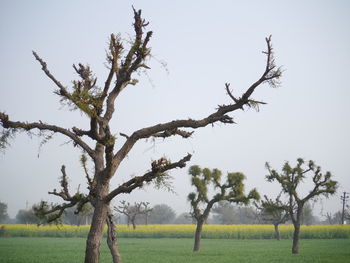 Trees on grassy field