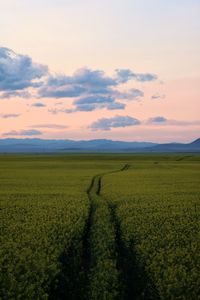 Scenic view of field against sky during sunset