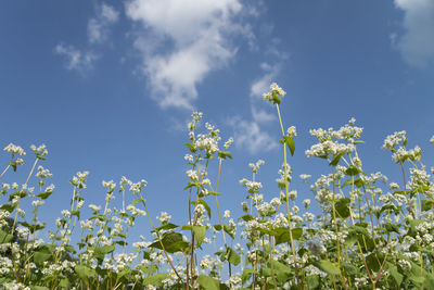 Low angle view of flowers blooming against sky