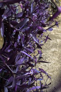 Close-up of purple flowers