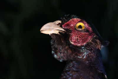 Close-up portrait of bird