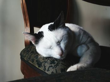 Close-up of cat sleeping at home