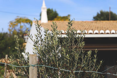 Close-up of plant against building