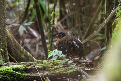 Bird perching on a tree