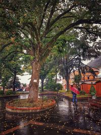 Man standing by wet tree during rainy season