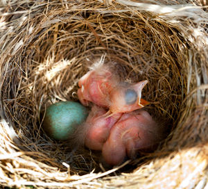 Newborn baby blackbirds in the nest between the branches.