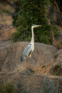 Grey heron on