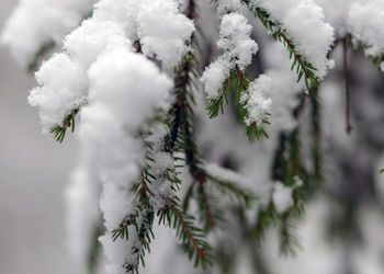 Abstract texture, snow covered plants, winter feelings, winter texture suitable for wallpaper