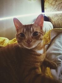 Close-up portrait of cat sitting on bed at home