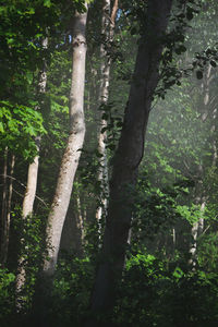 Trees in forest