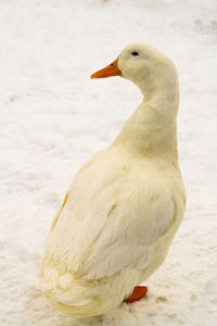 Full length of duck standing on snow