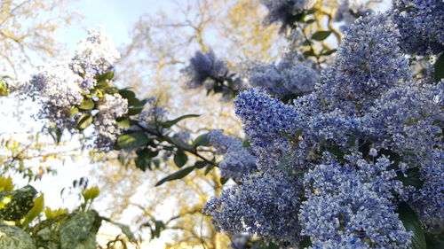 Close-up of purple flowering plant