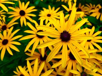 Close-up of yellow flowers blooming outdoors