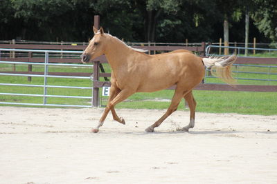 Horse walking on field