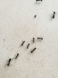 High angle view of ants on wall