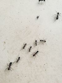 High angle view of ants on wall