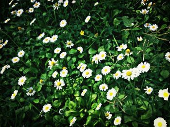 Full frame shot of white daisy flowers