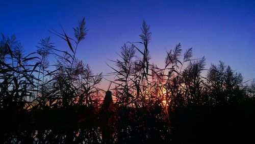 Low angle view of silhouette trees against sky during sunset