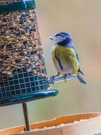 Close-up of bird perching on feeder