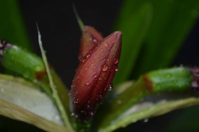 Close-up of water drops on red leaf