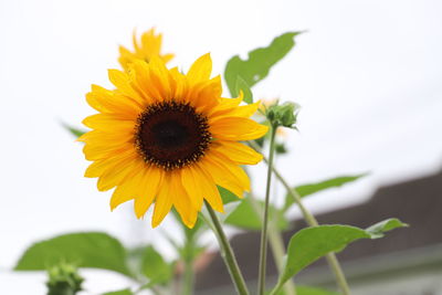 Close-up of yellow sunflower