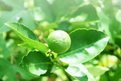 Green lemons on a blurred background, lime background