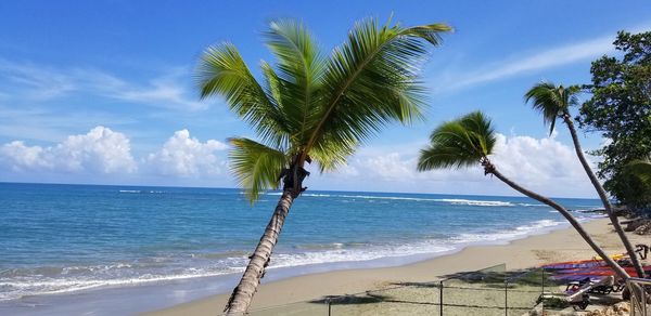 Palm trees on beach against sky