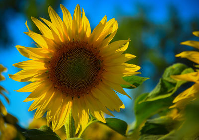 Close-up of sunflower