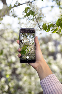 Hand holding mobile phone against tree