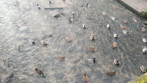 High angle view of fishes swimming in river