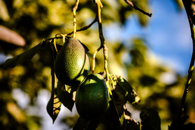 Close-up of fruits growing on tree