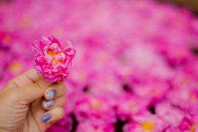 Close-up of hand holding pink flower