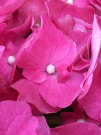 Close-up of pink flower