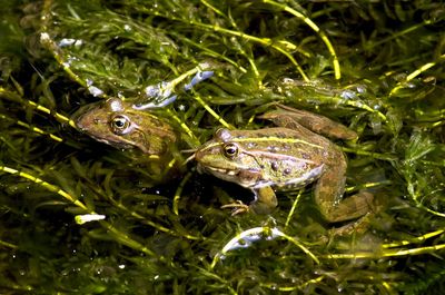 Close-up of frog on plant