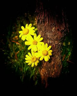 Close-up of yellow flower