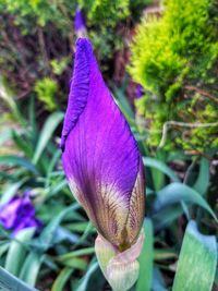 Close-up of purple crocus blooming outdoors