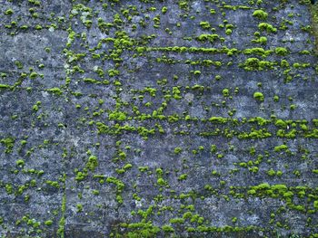 Full frame shot of plants