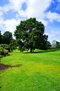 Trees on field against sky