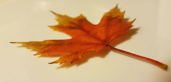 Close-up of dry maple leaf against white background