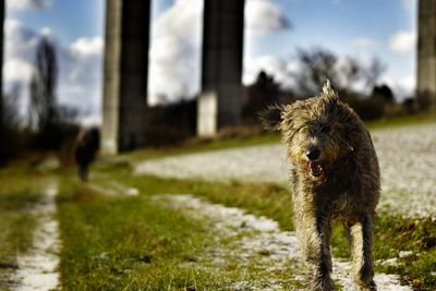 Dog on field against sky