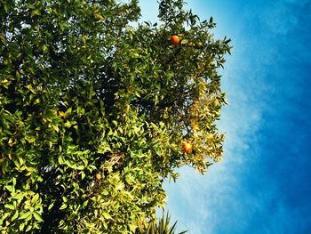 Low angle view of tree against sky