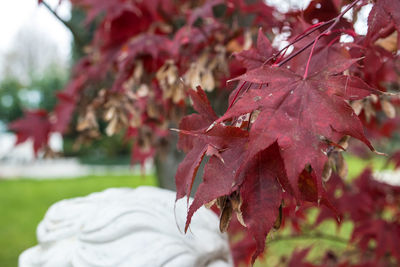 Close-up of maple leaves on tree