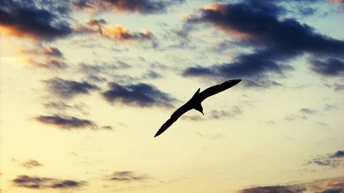 Low angle view of bird flying against sky