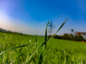 Dew drop on green plant during morning time