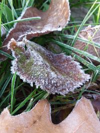 Close-up of frozen mushroom