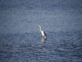 View of a bird in calm water