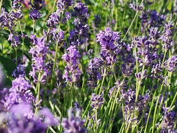 Close-up of purple flowering plants on field